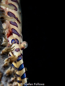 Stalker 

Sawblade Shrimp - Tozeuma armatum

Chalolum... by Stefan Follows 